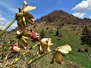 MONTE ZUCCO ad anello via linea tagliafuoco dalla Pernice (20apr21) - FOTOGALLERY